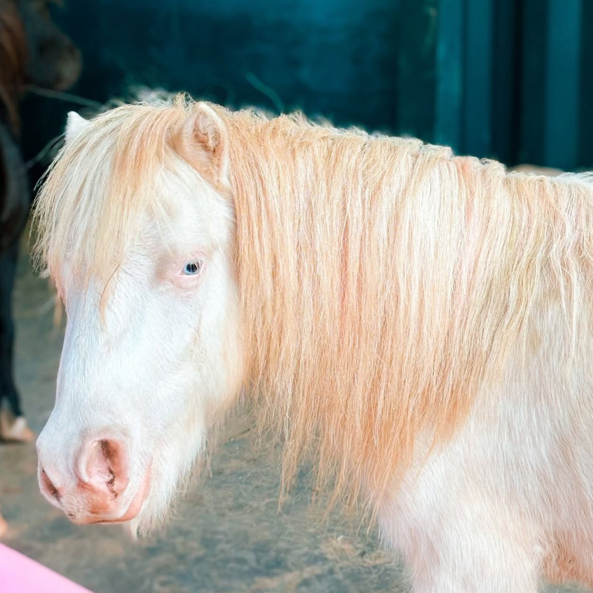 ish: Galentine's On the Farm - A Women's Movement + Brunch